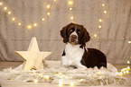 Dutch Partridge Dog in christmas decoration
