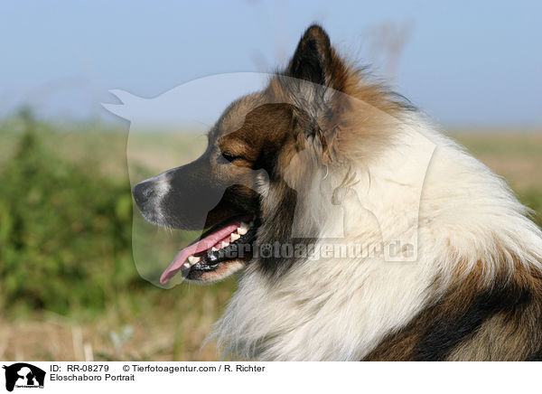 Eloschaboro Portrait / Eloschaboro Portrait / RR-08279