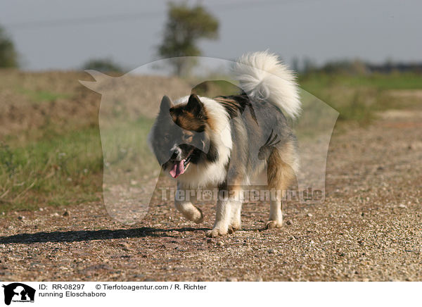 running Eloschaboro / RR-08297