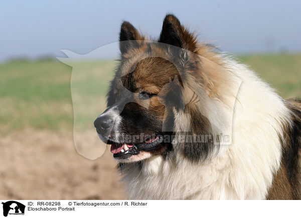 Eloschaboro Portrait / RR-08298