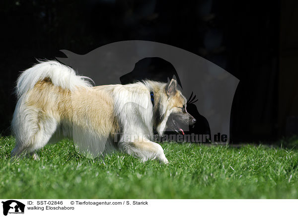 walking Eloschaboro / SST-02846
