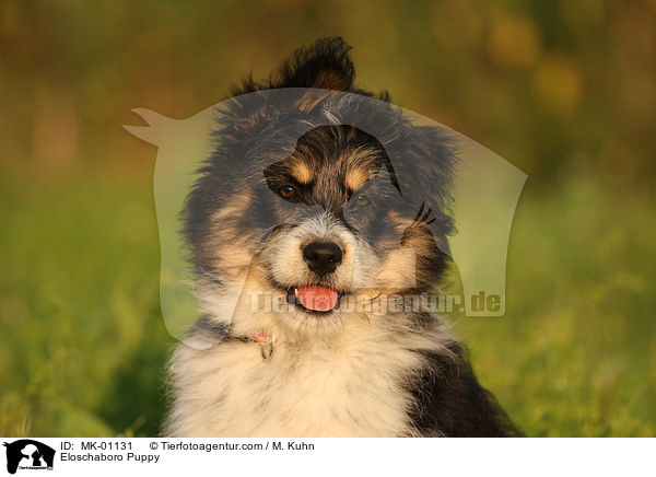 Eloschaboro Puppy / MK-01131