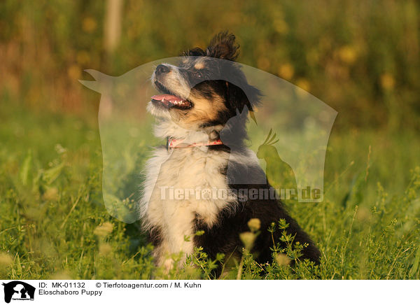 Eloschaboro Puppy / MK-01132