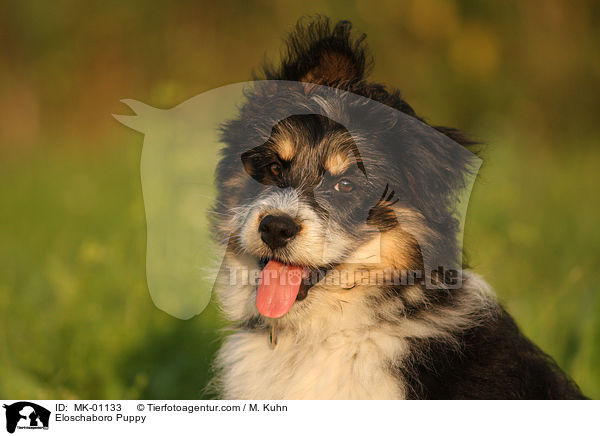 Eloschaboro Puppy / MK-01133