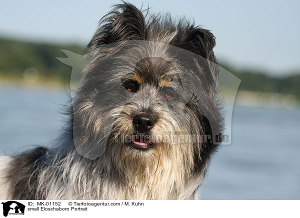small Eloschaboro Portrait / MK-01152