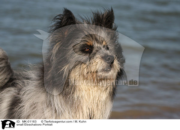 small Eloschaboro Portrait / MK-01163
