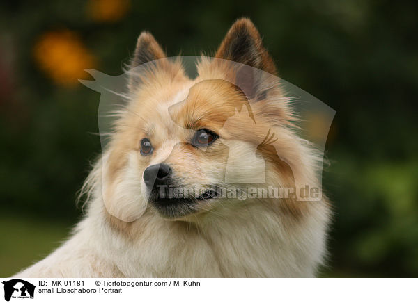 small Eloschaboro Portrait / MK-01181