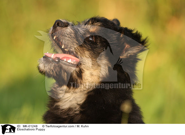 Eloschaboro Puppy / MK-01248