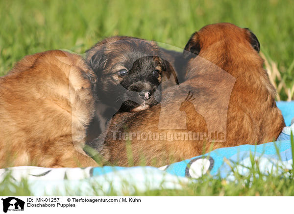 Eloschaboro Puppies / MK-01257