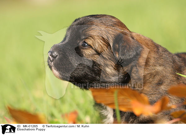 Eloschaboro Puppy / MK-01265