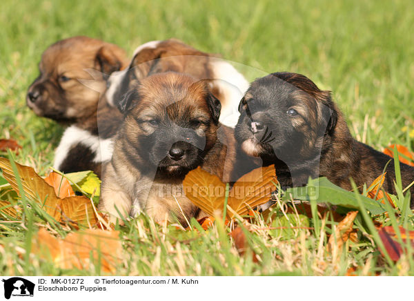 Eloschaboro Puppies / MK-01272