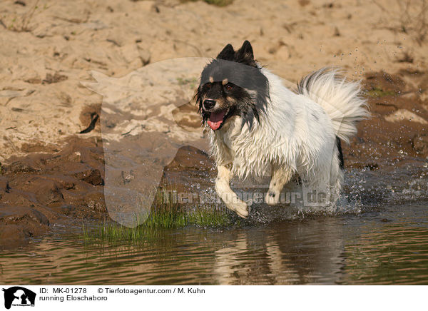 running Eloschaboro / MK-01278