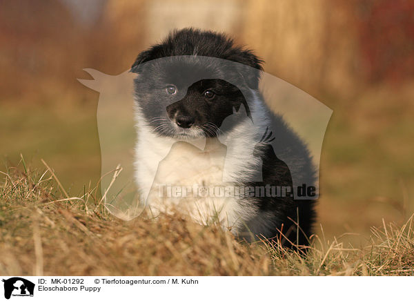 Eloschaboro Puppy / MK-01292