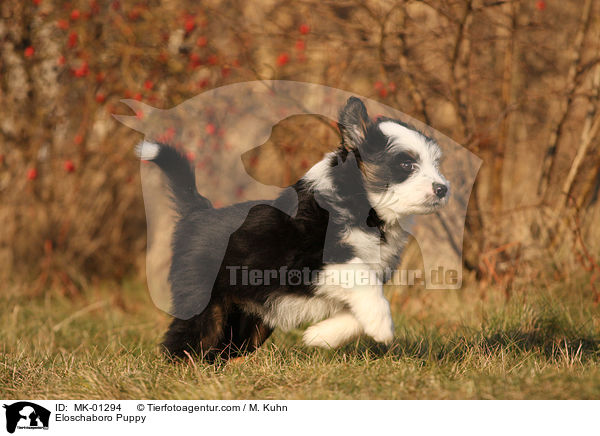 Eloschaboro Puppy / MK-01294
