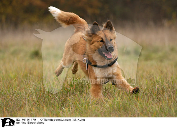 running Eloschaboro / MK-01479