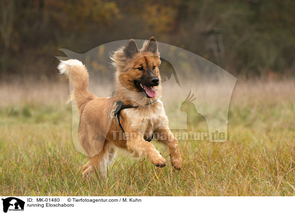 running Eloschaboro / MK-01480
