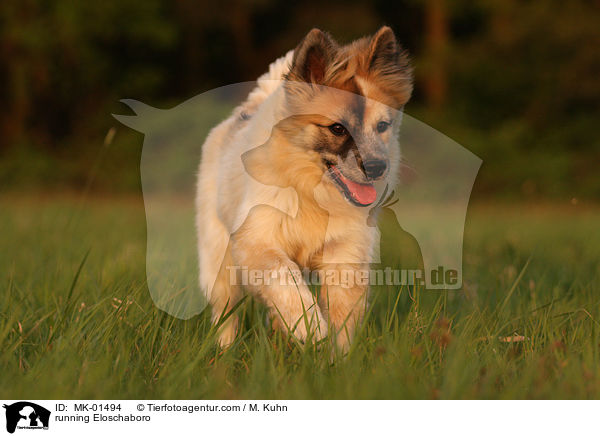 running Eloschaboro / MK-01494