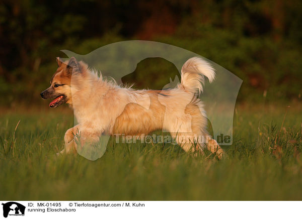 running Eloschaboro / MK-01495
