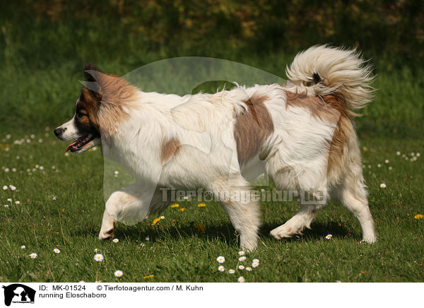running Eloschaboro / MK-01524