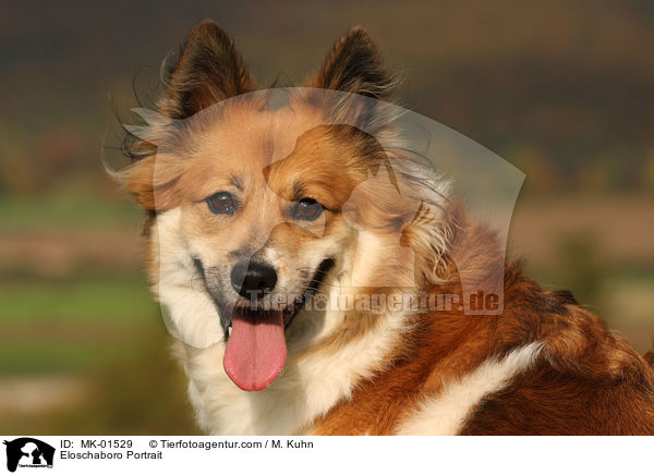 Eloschaboro Portrait / MK-01529