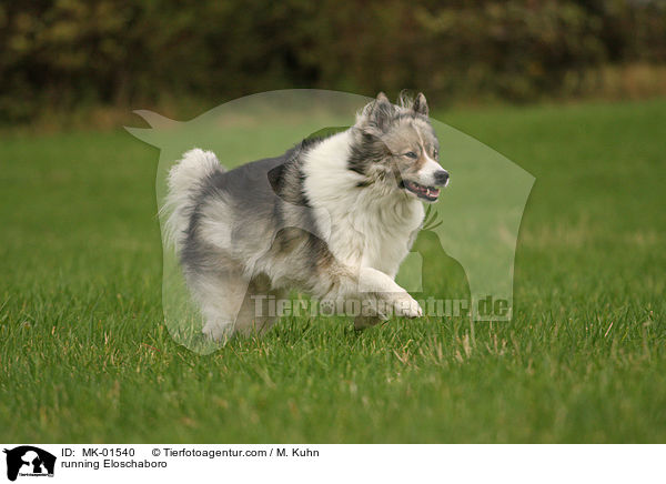 running Eloschaboro / MK-01540