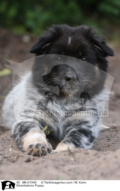 Eloschaboro Puppy / MK-01546
