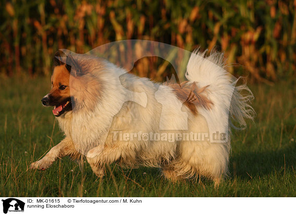 running Eloschaboro / MK-01615