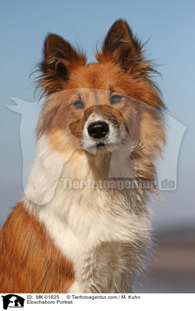 Eloschaboro Portrait / MK-01625