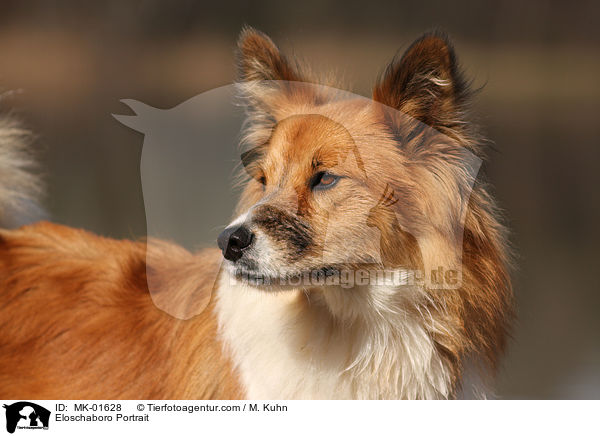 Eloschaboro Portrait / MK-01628