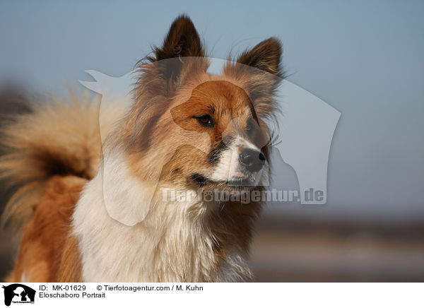Eloschaboro Portrait / MK-01629