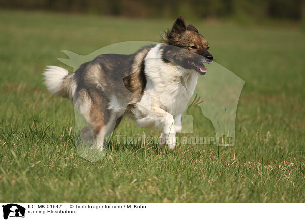 running Eloschaboro / MK-01647