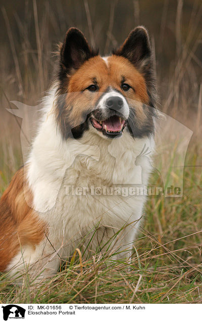 Eloschaboro Portrait / MK-01656