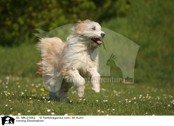 running Eloschaboro / MK-01662