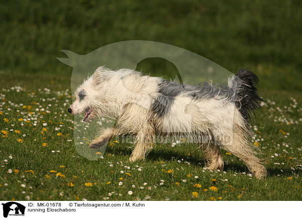 running Eloschaboro / MK-01678