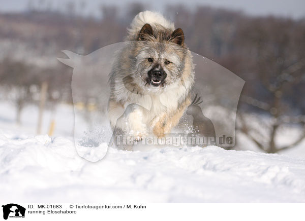 running Eloschaboro / MK-01683