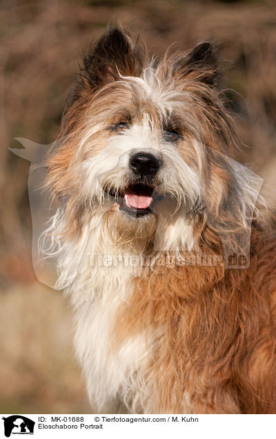 Eloschaboro Portrait / MK-01688