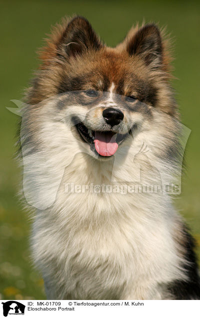 Eloschaboro Portrait / MK-01709