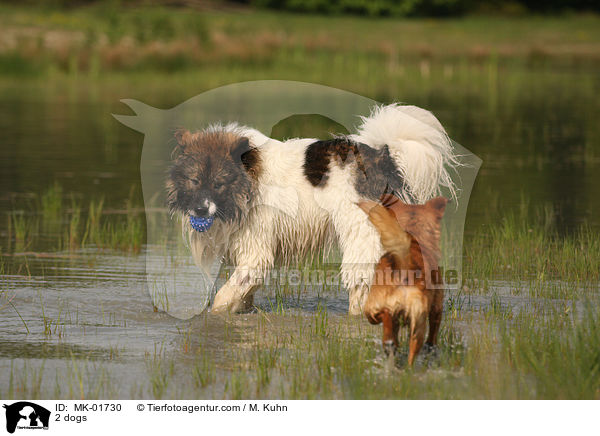 2 dogs / MK-01730