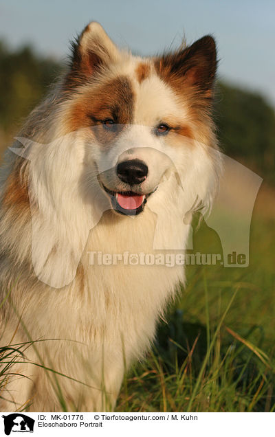 Eloschaboro Portrait / MK-01776
