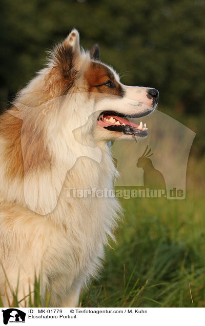 Eloschaboro Portrait / MK-01779