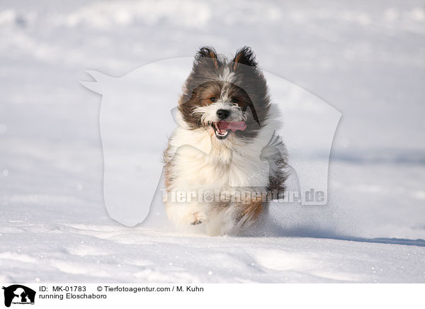 running Eloschaboro / MK-01783