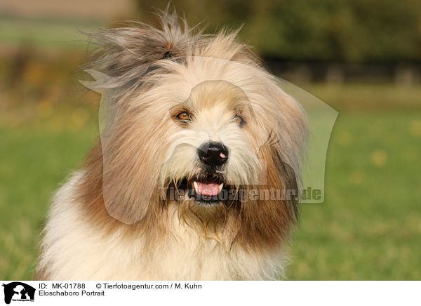 Eloschaboro Portrait / MK-01788