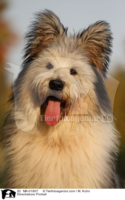 Eloschaboro Portrait / MK-01807