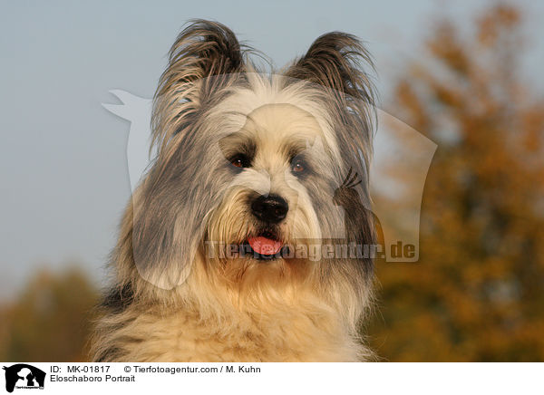 Eloschaboro Portrait / MK-01817