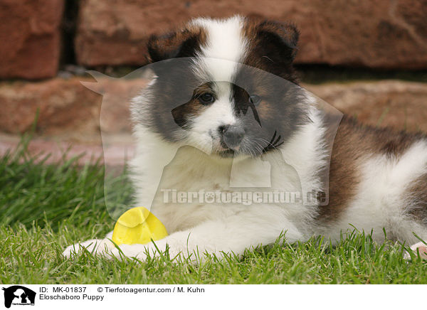 Eloschaboro Puppy / MK-01837