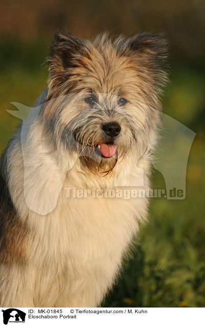 Eloschaboro Portrait / MK-01845