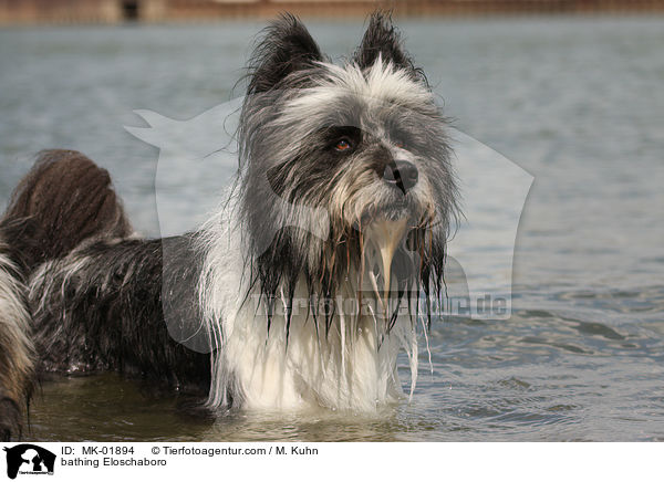 bathing Eloschaboro / MK-01894