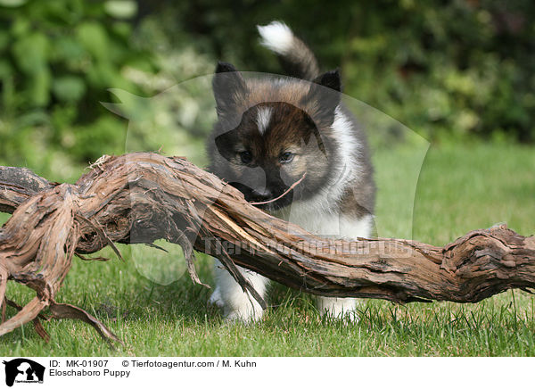 Eloschaboro Puppy / MK-01907