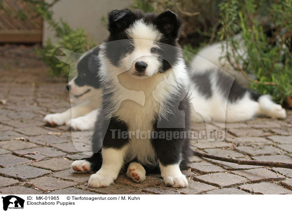 Eloschaboro Puppies / MK-01965