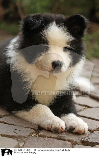 Eloschaboro Puppy / MK-01967